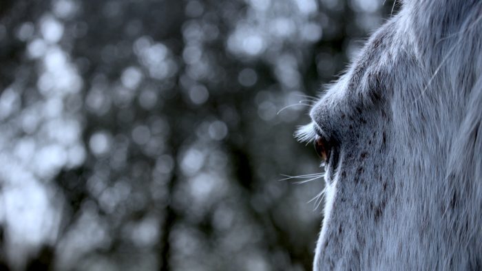 Pathologies dentaires les plus courantes chez les chevaux.