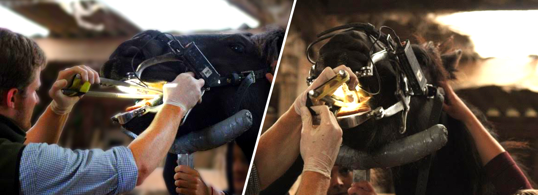 Gebitscontrole-Equi-Dent-Olivier-Buyssens (1)