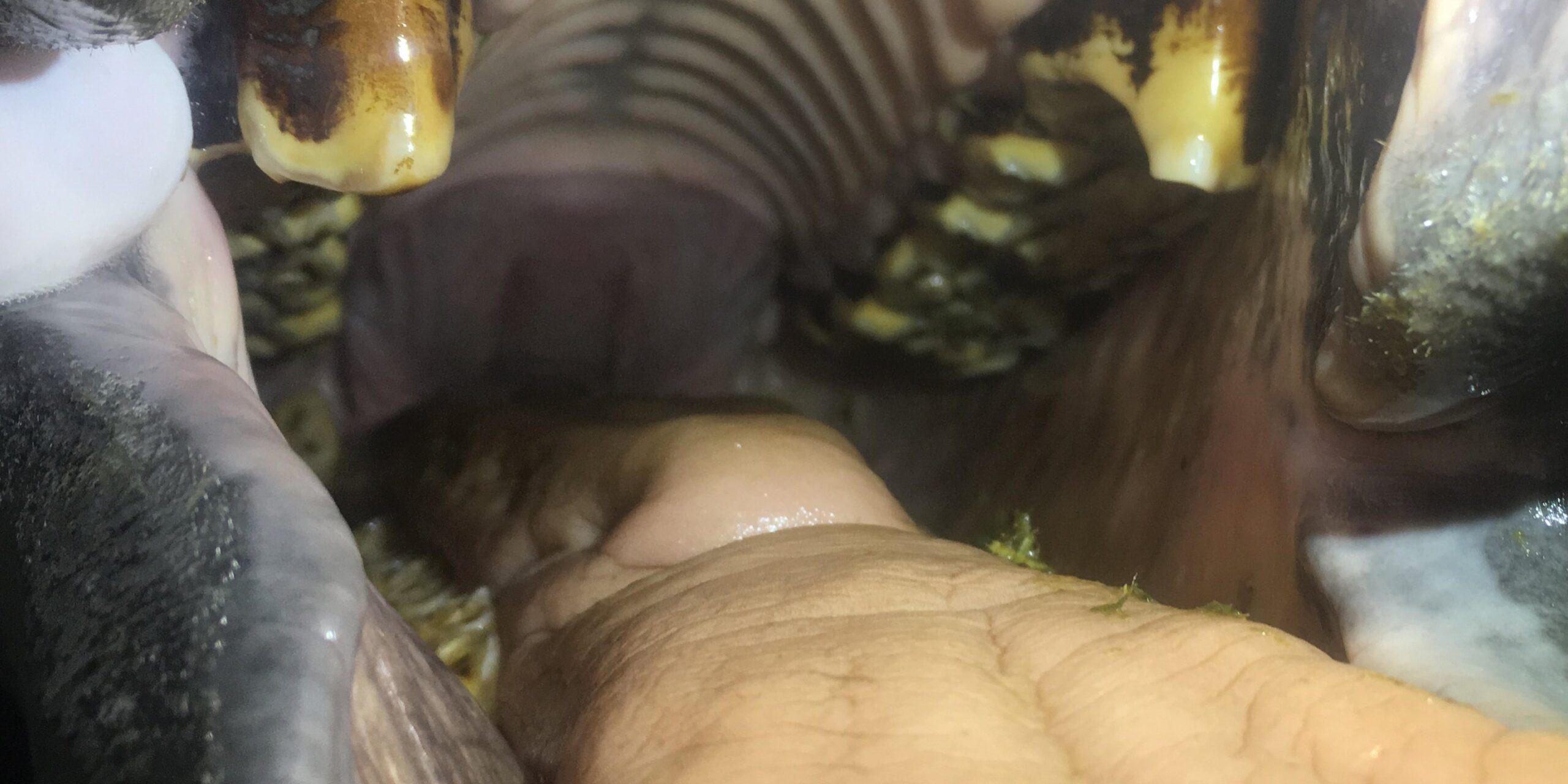 Haken-Equi-Dent-panorama