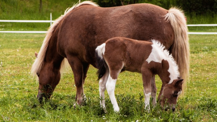 Des dents de lait aux dents définitives.